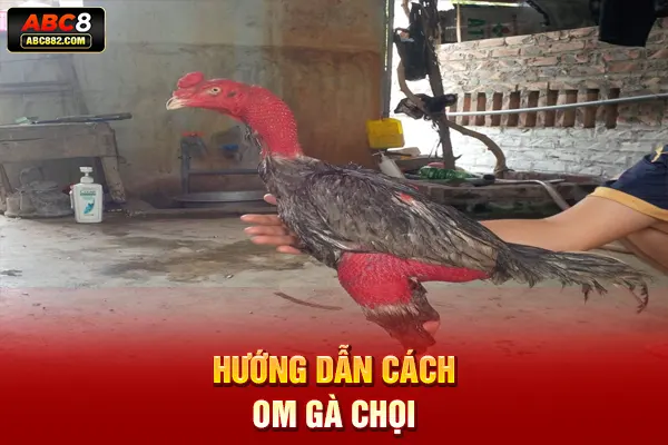 Hướng dẫn cách om gà chọi