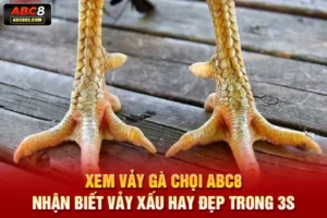 xem vảy gà chọi