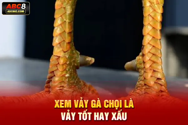 Xem vảy gà chọi là vảy tốt hay xấu